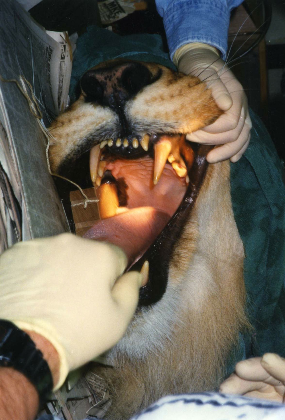 Dr. John Scheels - Exotic Animal Dentistry